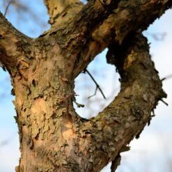 Cornelian Cherry Dogwood Tree -Fast-Growing-Trees Shop Cornelian Cherry Dogwood