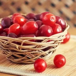 Cornelian Cherry Dogwood Tree -Fast-Growing-Trees Shop Cornelian Cherry Dogwood 1 FGT