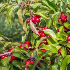 Cornelian Cherry Dogwood Tree -Fast-Growing-Trees Shop Cornelian Cherry Dogwood 2 FGT