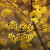 Cornelian Cherry Dogwood Tree -Fast-Growing-Trees Shop Cornelian Cherry Dogwood FGT 600x600 6b996199 182b 46aa b9c0 de82f26a48b7