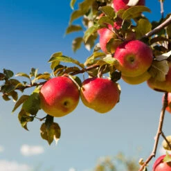 Honeycrisp™ & Cortland Twisted Apple Tree -Fast-Growing-Trees Shop Cortland