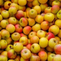 Cox's Orange Pippin Apple Tree -Fast-Growing-Trees Shop Coxs Orange Pippen 2