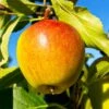 Cox's Orange Pippin Apple Tree 1 Cox's Orange Pippin Apple Tree -Fast-Growing-Trees Shop Coxs Orange Pippen FGT 600x600 65b7eab2 8aba 4949 9b04 4b7cb624ed71