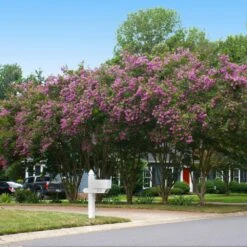 Twilight Crape Myrtle -Fast-Growing-Trees Shop Crape Myrtle Twilight 2 FGT