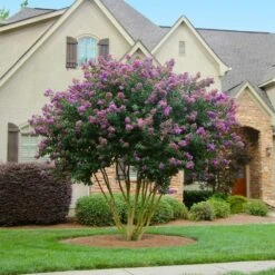 Twilight Crape Myrtle -Fast-Growing-Trees Shop Crape Myrtle Twilight 4 FGT