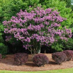 Twilight Crape Myrtle -Fast-Growing-Trees Shop Crape Myrtle Twilight 9