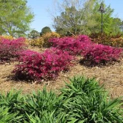Crimson Fire™ Loropetalum 8 Crimson Fire™ Loropetalum -Fast-Growing-Trees Shop Crimson Fire Loropetalum 1