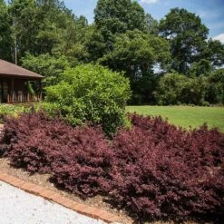 Crimson Fire™ Loropetalum 9 Crimson Fire™ Loropetalum -Fast-Growing-Trees Shop Crimson Fire Loropetalum 3