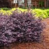 Crimson Fire™ Loropetalum 1 Crimson Fire™ Loropetalum -Fast-Growing-Trees Shop Crimson Fire Loropetalum 600x600 5f561d19 9ca6 42fb 8a72 f4e025d133ab