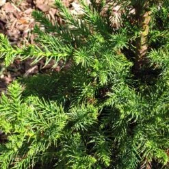 Black Dragon Cryptomeria -Fast-Growing-Trees Shop Cryptomeria Black Dragon 3