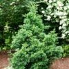 Black Dragon Cryptomeria -Fast-Growing-Trees Shop Cryptomeria Black Dragon FGT 600x600 9cd5898a a453 4463 8500 45fbd2c94a22