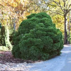 Cryptomeria 'Globosa Nana' Shrub 10 Cryptomeria 'Globosa Nana' Shrub -Fast-Growing-Trees Shop Cryptomeria Radicans 1 5a013f2a 9f79 4f42 98de 73ba60d03d17