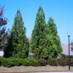 Cryptomeria Radicans 11 Cryptomeria Radicans -Fast-Growing-Trees Shop Cryptomeria Radicans 2