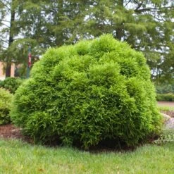Cryptomeria 'Globosa Nana' Shrub 12 Cryptomeria 'Globosa Nana' Shrub -Fast-Growing-Trees Shop Cryptomeria Radicans 3