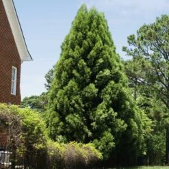 Cryptomeria Radicans 13 Cryptomeria Radicans -Fast-Growing-Trees Shop Cryptomeria Radicans 5