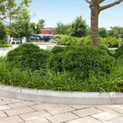 Cryptomeria 'Globosa Nana' Shrub 13 Cryptomeria 'Globosa Nana' Shrub -Fast-Growing-Trees Shop Cryptomeria Radicans 5 1b1b9abd 7f86 4bef bc80 cb1e72effa46