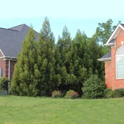 Cryptomeria Radicans 14 Cryptomeria Radicans -Fast-Growing-Trees Shop Cryptomeria Radicans 6