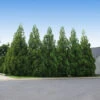 Cryptomeria Radicans 1 Cryptomeria Radicans -Fast-Growing-Trees Shop Cryptomeria Radicans 600x600 f0794d61 8be6 47dd 9184 058f95af30dd