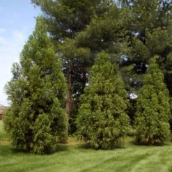Yoshino Japanese Cedar -Fast-Growing-Trees Shop Cryptomeria Yoshino 2