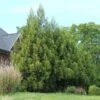 Yoshino Japanese Cedar -Fast-Growing-Trees Shop Cryptomeria Yoshino FGT 600x600 f6fd6716 bc05 496c 9aa4 eb10a2750c8f