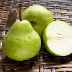 D'Anjou Pear Tree -Fast-Growing-Trees Shop DAnjou Pear 3 FGT da277ba9 1c1c 4f9f 9202 bc3a27216f3b