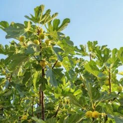 Desert King Fig Tree 8 Desert King Fig Tree -Fast-Growing-Trees Shop DEsert King FIg 1