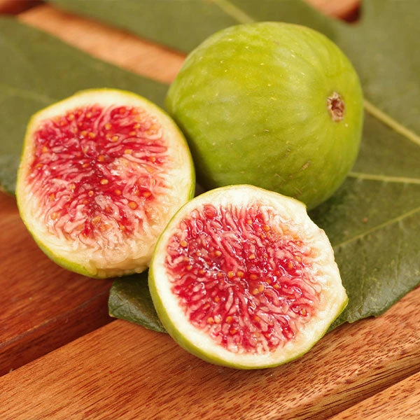 Desert King Fig Tree 3 Desert King Fig Tree