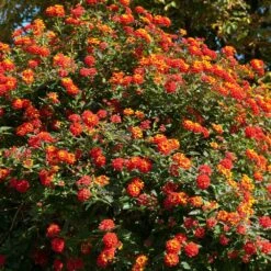 Dallas Red Lantana -Fast-Growing-Trees Shop Dallas Red lantana 2