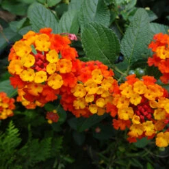 Dallas Red Lantana -Fast-Growing-Trees Shop Dallas Red lantana 4
