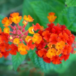Dallas Red Lantana -Fast-Growing-Trees Shop Dallas Red lantana 7 FGTjpg
