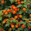 Dallas Red Lantana -Fast-Growing-Trees Shop Dallas Red lantana FGT 600x600 9259de82 fa99 437e 9033 05b9b734c26f