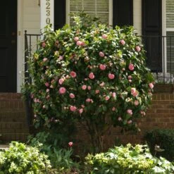 Debutante Camellia -Fast-Growing-Trees Shop Debutante Camellia 1