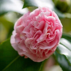 Debutante Camellia -Fast-Growing-Trees Shop Debutante Camellia 3 FGT
