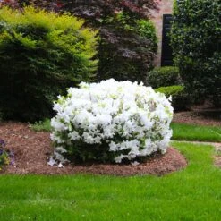 Delaware Valley White Azalea -Fast-Growing-Trees Shop Delaware Valley Azalea FGT 2