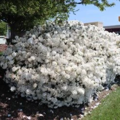 Delaware Valley White Azalea -Fast-Growing-Trees Shop Delaware Valley Azalea FGT 3