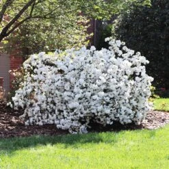 Delaware Valley White Azalea -Fast-Growing-Trees Shop Delaware Valley Azalea FGT 4