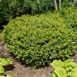 Dense Spreading Yew 8 Dense Spreading Yew -Fast-Growing-Trees Shop Dense spreading yew 1