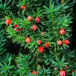 Dense Spreading Yew 9 Dense Spreading Yew -Fast-Growing-Trees Shop Dense spreading yew 3 FGT