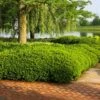 Dense Spreading Yew -Fast-Growing-Trees Shop Dense spreading yew FGT 600x600 e957b545 421a 44cc 9fc5 5adabf8987c3