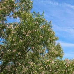 Bubba Desert Willow -Fast-Growing-Trees Shop Desert Willow Bubba 1