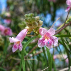 Bubba Desert Willow -Fast-Growing-Trees Shop Desert Willow Bubba 2