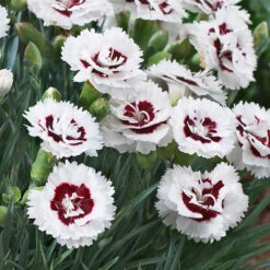 Scent First® Coconut Surprise Dianthus Plant 7 Scent First® Coconut Surprise Dianthus Plant -Fast-Growing-Trees Shop Dianthus Coconut Sundae 2