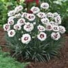 Scent First® Coconut Surprise Dianthus Plant -Fast-Growing-Trees Shop Dianthus Coconut Sundae 600x600 679d5d3b aeda 4592 91e4 40be032a721d
