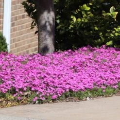 Firewitch Dianthus Plant -Fast-Growing-Trees Shop Dianthus Firewitch 7