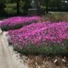 Firewitch Dianthus Plant -Fast-Growing-Trees Shop Dianthus Firewitch FGT 600x600 bce3440b 3bd8 454c a57e b2f26dbb4f66