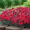 Fruit Punch® ‘Maraschino’ Dianthus -Fast-Growing-Trees Shop Dianthus Fruit Punch FGT 600x600 7209b3d8 fa7d 4d44 942e 58cf5af7ee41