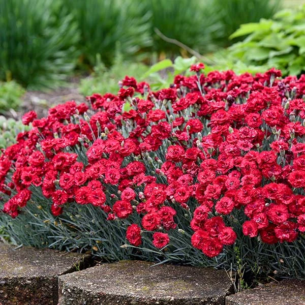 Fruit Punch® ‘Maraschino’ Dianthus 3 Fruit Punch® ‘Maraschino’ Dianthus