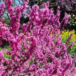 Don EGolf Redbud Tree -Fast-Growing-Trees Shop Don E Golf Redbud 6 FGT