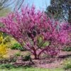 Don EGolf Redbud Tree -Fast-Growing-Trees Shop Don E Golf Redbud FGT 600x600 c49249c0 d50c 46f7 91fb 098afcd5a4c7