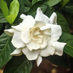 Double Blooming Gardenia Tree -Fast-Growing-Trees Shop Double Blooming Gardenia 3 FGT
